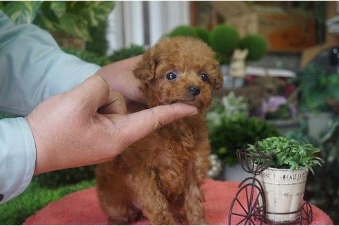 成約済の京都府のトイプードル-13007の3枚目