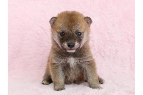 成約済の栃木県の柴犬-13019の1枚目