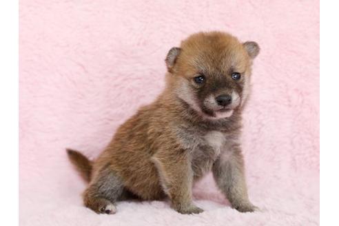 成約済の栃木県の柴犬-13019の2枚目