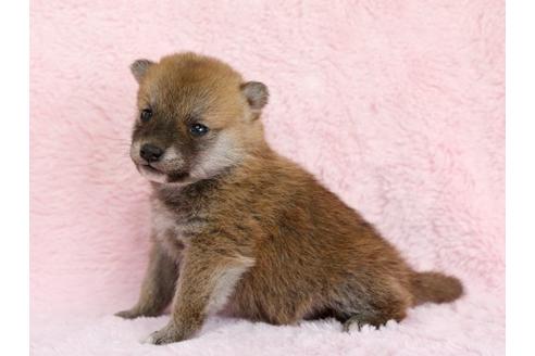 成約済の栃木県の柴犬-13019の3枚目