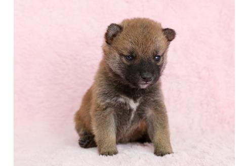 成約済の栃木県の柴犬-13020の1枚目