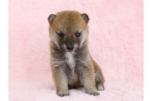成約済の栃木県の柴犬-13021の1枚目