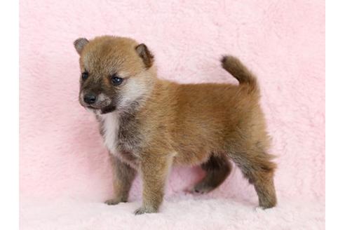 成約済の栃木県の柴犬-13021の3枚目