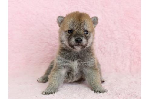 成約済の栃木県の柴犬-13022の1枚目