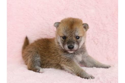 成約済の栃木県の柴犬-13022の3枚目