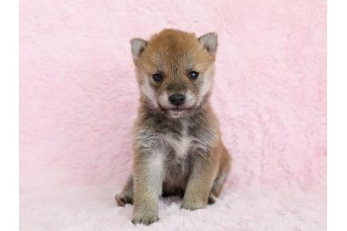成約済の栃木県の柴犬-13023の1枚目