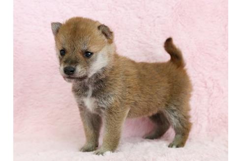 成約済の栃木県の柴犬-13023の3枚目