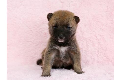 成約済の栃木県の柴犬-13024の1枚目