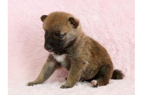 成約済の栃木県の柴犬-13024の3枚目