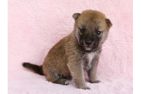 成約済の栃木県の柴犬-13025の2枚目