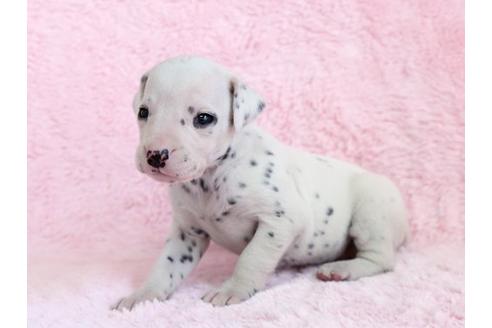 成約済の栃木県のダルメシアン-13026の1枚目