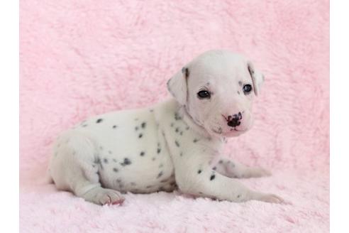成約済の栃木県のダルメシアン-13026の2枚目