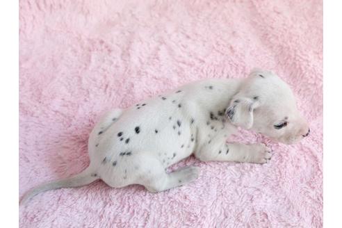 成約済の栃木県のダルメシアン-13026の3枚目