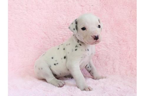 成約済の栃木県のダルメシアン-13027の1枚目