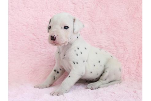 成約済の栃木県のダルメシアン-13027の2枚目