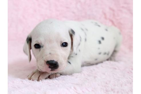 成約済の栃木県のダルメシアン-13029の1枚目