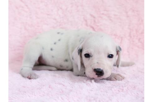 成約済の栃木県のダルメシアン-13029の2枚目