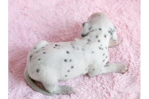 成約済の栃木県のダルメシアン-13029の3枚目