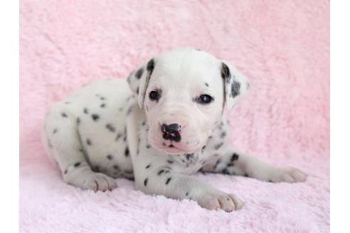 成約済の栃木県のダルメシアン-13030の1枚目