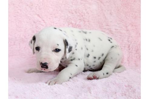 成約済の栃木県のダルメシアン-13030の2枚目