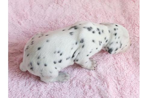 成約済の栃木県のダルメシアン-13030の3枚目