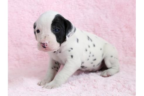 成約済の栃木県のダルメシアン-13031の3枚目