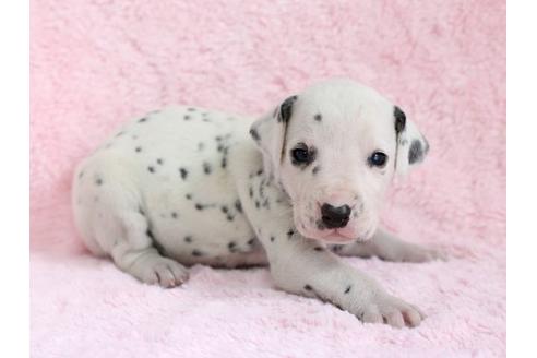 成約済の栃木県のダルメシアン-13032の1枚目