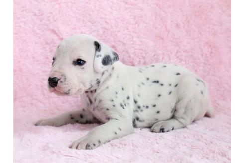 成約済の栃木県のダルメシアン-13032の2枚目