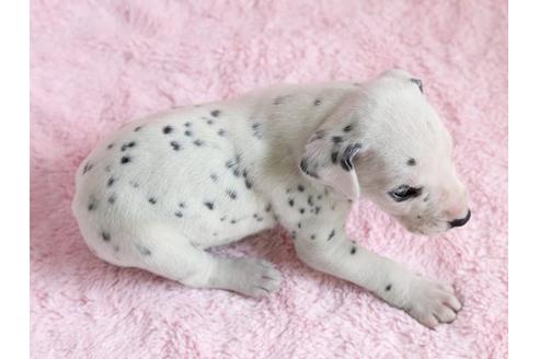 成約済の栃木県のダルメシアン-13032の3枚目