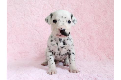 成約済の栃木県のダルメシアン-13033の1枚目