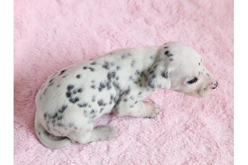 成約済の栃木県のダルメシアン-13033の3枚目