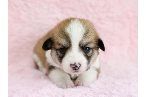 成約済の栃木県のウェルシュコーギーペンブローク-13034の1枚目