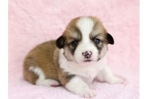 成約済の栃木県のウェルシュコーギーペンブローク-13034の2枚目