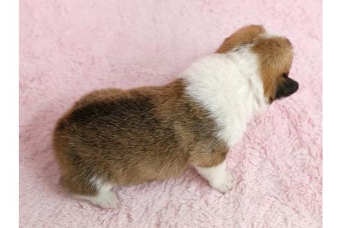 成約済の栃木県のウェルシュコーギーペンブローク-13034の3枚目