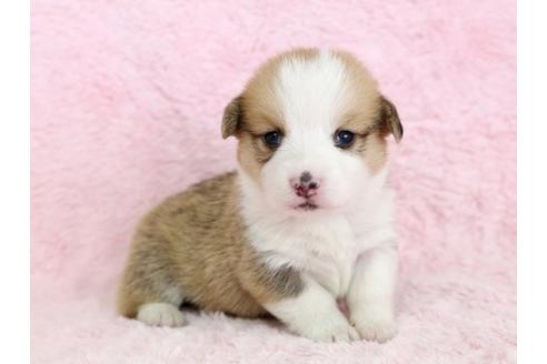 成約済の栃木県のウェルシュコーギーペンブローク-13035の3枚目