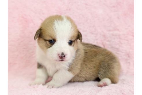 成約済の栃木県のウェルシュコーギーペンブローク-13035の1枚目