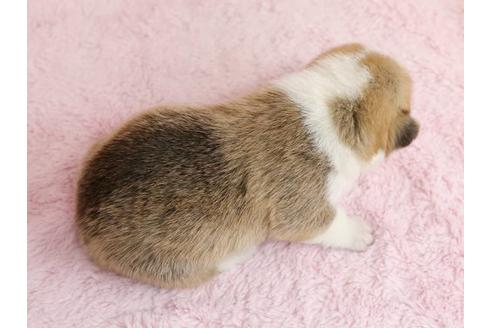 成約済の栃木県のウェルシュコーギーペンブローク-13035の2枚目