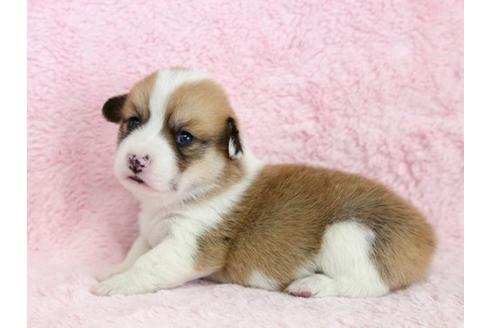 成約済の栃木県のウェルシュコーギーペンブローク-13036の2枚目