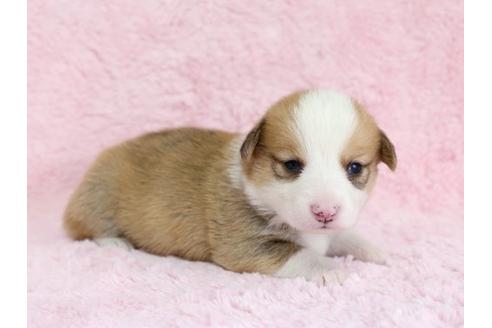 成約済の栃木県のウェルシュコーギーペンブローク-13037の2枚目