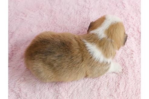 成約済の栃木県のウェルシュコーギーペンブローク-13037の3枚目