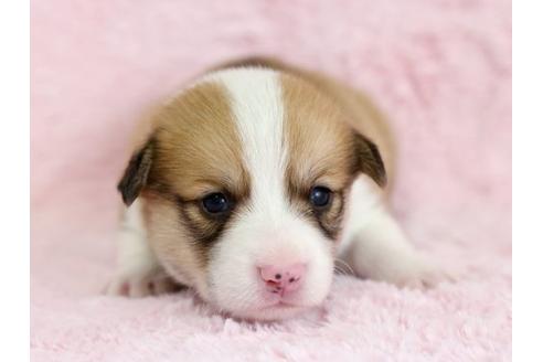 成約済の栃木県のウェルシュコーギーペンブローク-13038の1枚目