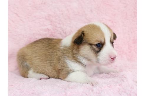 成約済の栃木県のウェルシュコーギーペンブローク-13038の2枚目