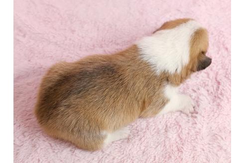 成約済の栃木県のウェルシュコーギーペンブローク-13038の3枚目