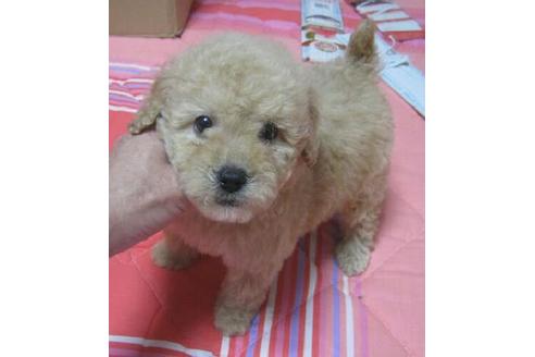 成約済の岐阜県のミニチュアプードル-11998の1枚目