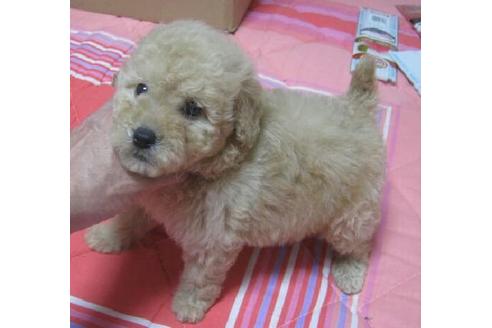 成約済の岐阜県のミニチュアプードル-11998の2枚目