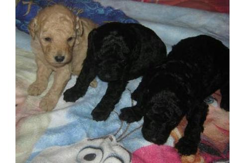 成約済の岐阜県のミニチュアプードル-11998の3枚目