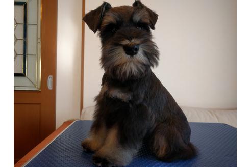 成約済の千葉県のミニチュアシュナウザー-13046の1枚目