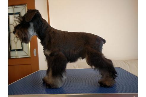 成約済の千葉県のミニチュアシュナウザー-13046の5枚目