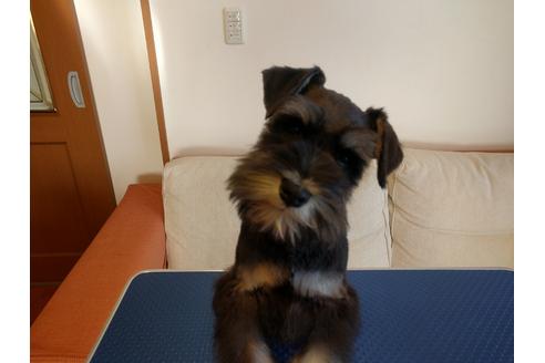 成約済の千葉県のミニチュアシュナウザー-13046の3枚目