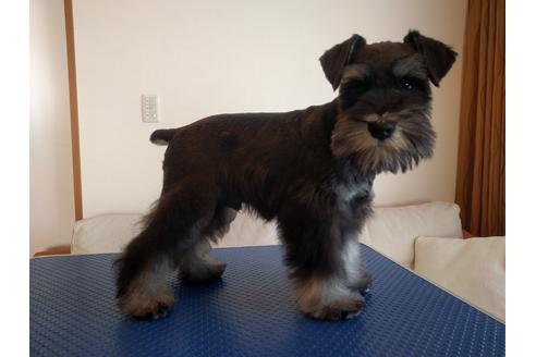 成約済の千葉県のミニチュアシュナウザー-13046の2枚目